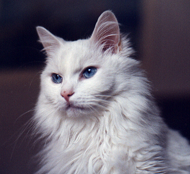 gatto_angora.jpg