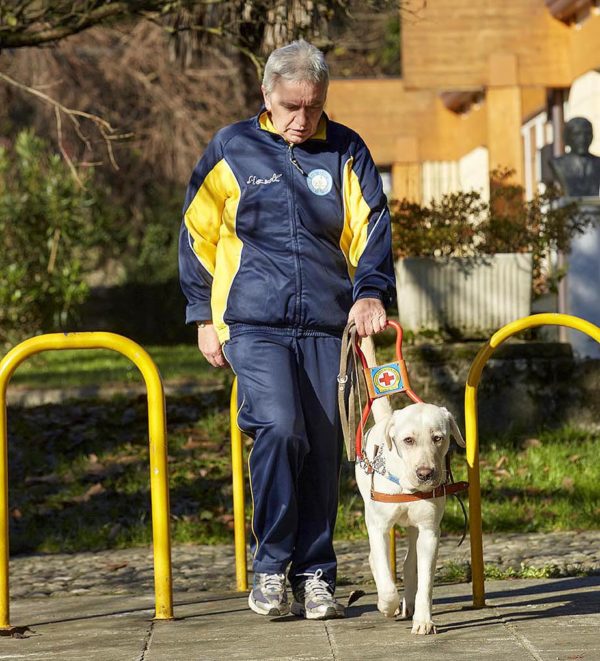 CANI-GUIDA PER NON VEDENTI: COME SI ADDESTRANO E QUALI SONO I MIGLIORI