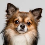 Chihuahua - Caratteristiche, Alimentazione e Carattere
