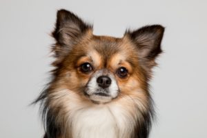 Chihuahua - Caratteristiche, Alimentazione e Carattere