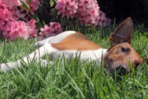 Fox Terrier a Pelo Liscio - Caratteristiche, Alimentazione e Carattere