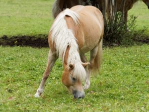 Cavallo Avelignese - Caratteristiche e Carattere