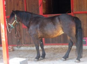 Cavallo Bardigiano - Caratteristiche e Carattere