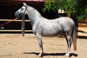 Cavallo Andaluso - Caratteristiche e Carattere