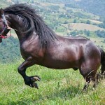 cavalli di razza: bardigiano