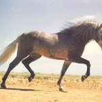 cavallo andaluso