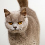gatti di razza: il burmese