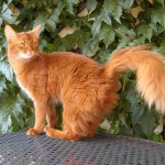 gatti di razza: il somalo