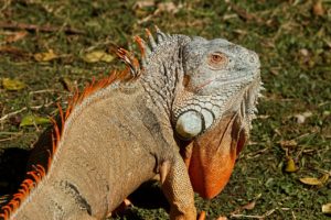 Iguana - Allevamento, Alimentazione e Caratteristiche