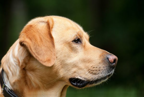 Come Scegliere un Cucciolo di Labrador e Dove Trovare Quello Giusto