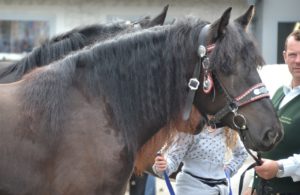 Cavallo Norico - Caratteristiche e Carattere