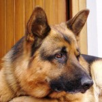 cani di razza: pastore tedesco