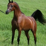 il cavallo purosangue arabo