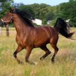 cavalli di razza: il purosangue inglese