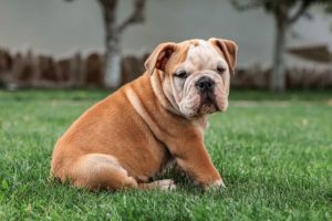 Cane Bulldog Inglese - Caratteristiche, Alimentazione e Carattere