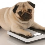 dieta dimagrante per un cane in sovrappeso