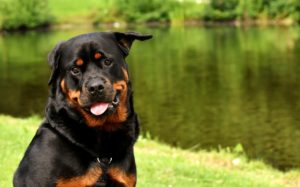 Cane Rottweiler - Caratteristiche, Alimentazione e Carattere