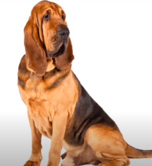 Cane Bloodhound - Caratteristiche, Alimentazione e Carattere