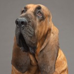 cani bloodhound