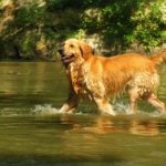Cani da Riporto - Razze, Addestramento e Caratteristiche