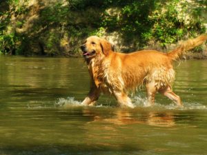Cani da Riporto - Razze, Addestramento e Caratteristiche