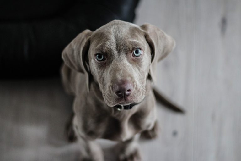 Cane Weimaraner - Caratteristiche, Alimentazione e Carattere