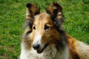 Scheepdog - Storia e Caratteristiche