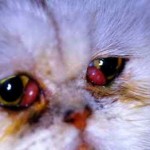 congiuntivite gatto: sintomi e cura