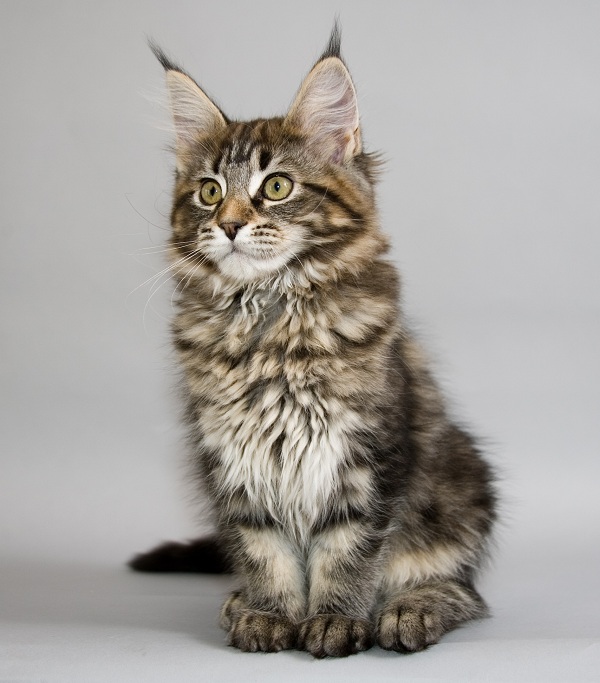 Maine Coon Gatto Gigante Del Maine Quattro Zampe Jukkis
