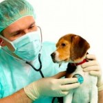 parvovirosi canina: sintomi e cure