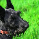 Cane Scottish Terrier - Caratteristiche, Alimentazione e Carattere