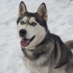 Cane Siberian Husky - Caratteristiche, Alimentazione e Carattere