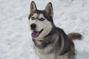 Carta Da Parati Siberian Husky Cane In Farfallino E Bicchieri Su Sfondo - Foto 10