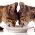 cosa mangiano i gatti piccoli