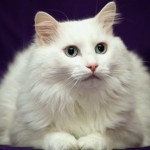 il gatto angora turco