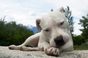 Collare per Dogo Argentino - Come Scegliere e Prezzi