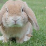 Lettiera per Conigli - Migliori Prodotti, Opinioni e Prezzi