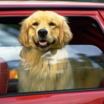 Assicurazioni per Cani - Cosa Coprano e Quanto Costano