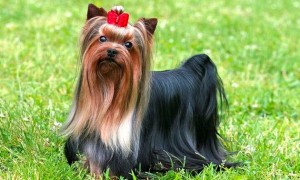 Cane Yorkshire