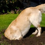labrador scava in giardino