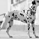 Conoscere il carattere e le caratteristiche del cane dalmata