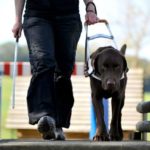 Cani Guida per Non Vedenti - Addestramento e Razze