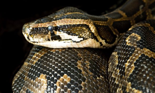 Serpenti - Come Allevarli e Quali si Possono Tenere