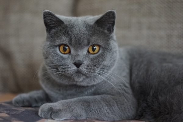 Concorsi di Bellezza per Gatti - Cosa Sono e Come si Partecipa