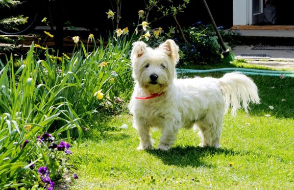 West Highland White Terrier - Caratteristiche, Alimentazione e Carattere