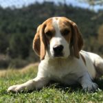 Cane Beagle - Caratteristiche, Alimentazione e Carattere
