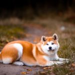 Cane Akita Giapponese - Caratteristiche, Alimentazione e Carattere