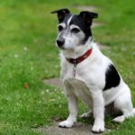 Jack Russell Terrier - Caratteristiche, Alimentazione e Carattere