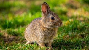 Coniglio - Allevamento, Alimentazione e Caratteristiche
