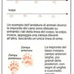 Come Riconoscere Impronte di Animali